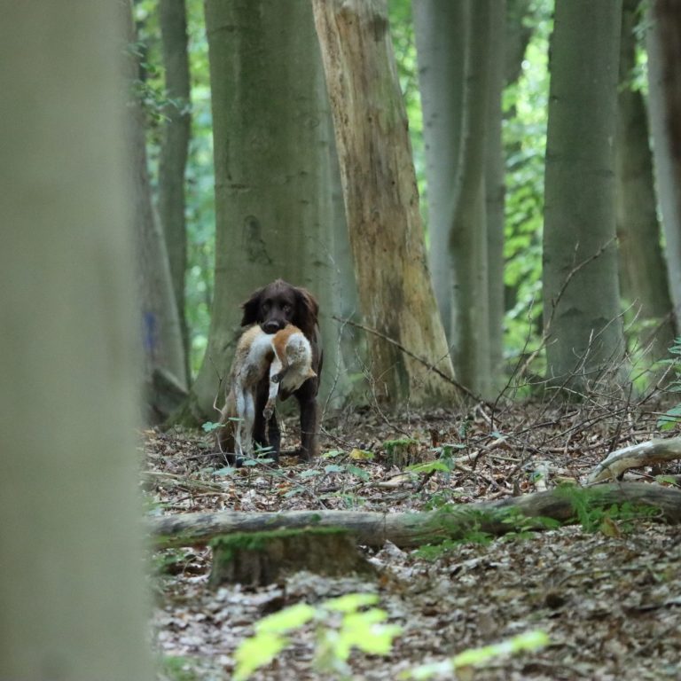 Deutsch Langhaar Deutsch Langhaar
